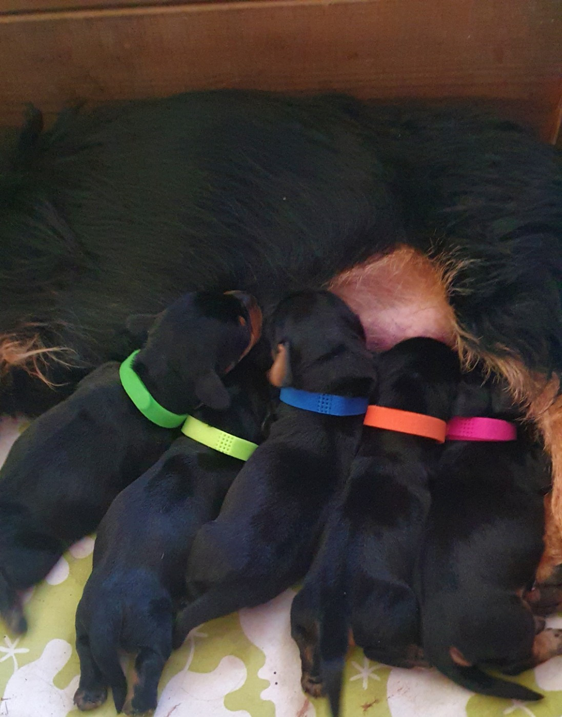 Janvier 2026 nouvelle portée à la maison