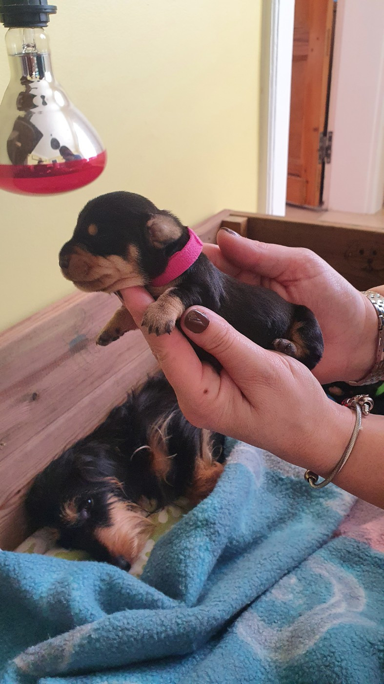 Des Rêves D'Assenav - Chiots disponibles - Teckel poil dur