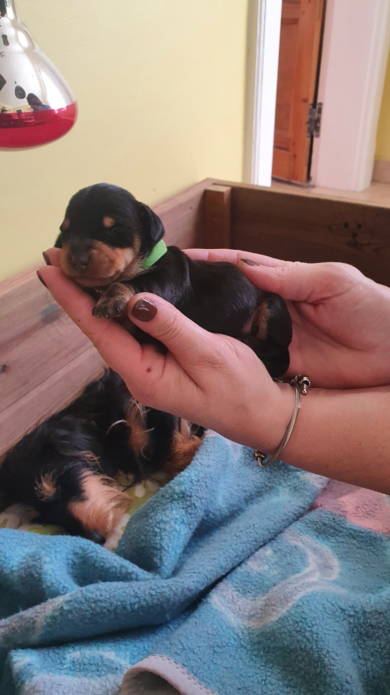 Des Rêves D'Assenav - Chiots disponibles - Teckel poil dur