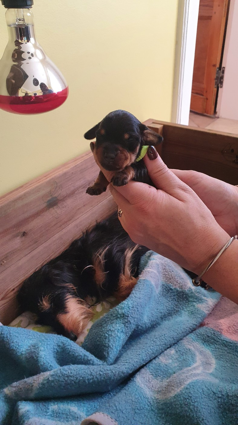 Des Rêves D'Assenav - Chiots disponibles - Teckel poil dur