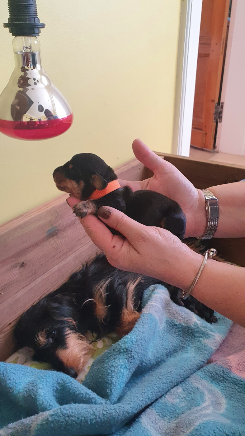 Des Rêves D'Assenav - Chiots disponibles - Teckel poil dur