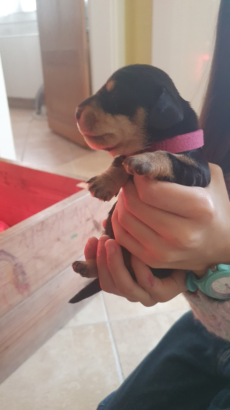 Des Rêves D'Assenav - Chiots disponibles - Teckel poil dur