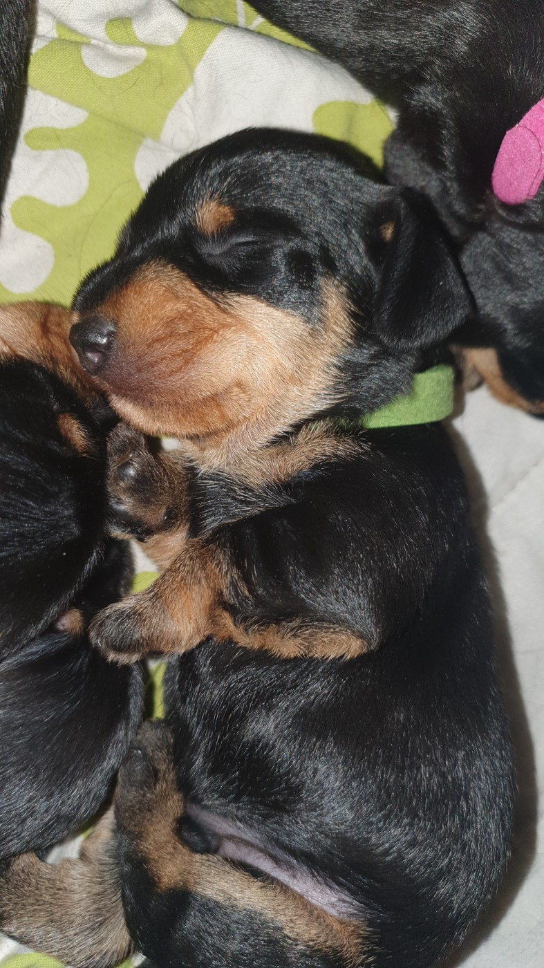 Des Rêves D'Assenav - Chiots disponibles - Teckel poil dur