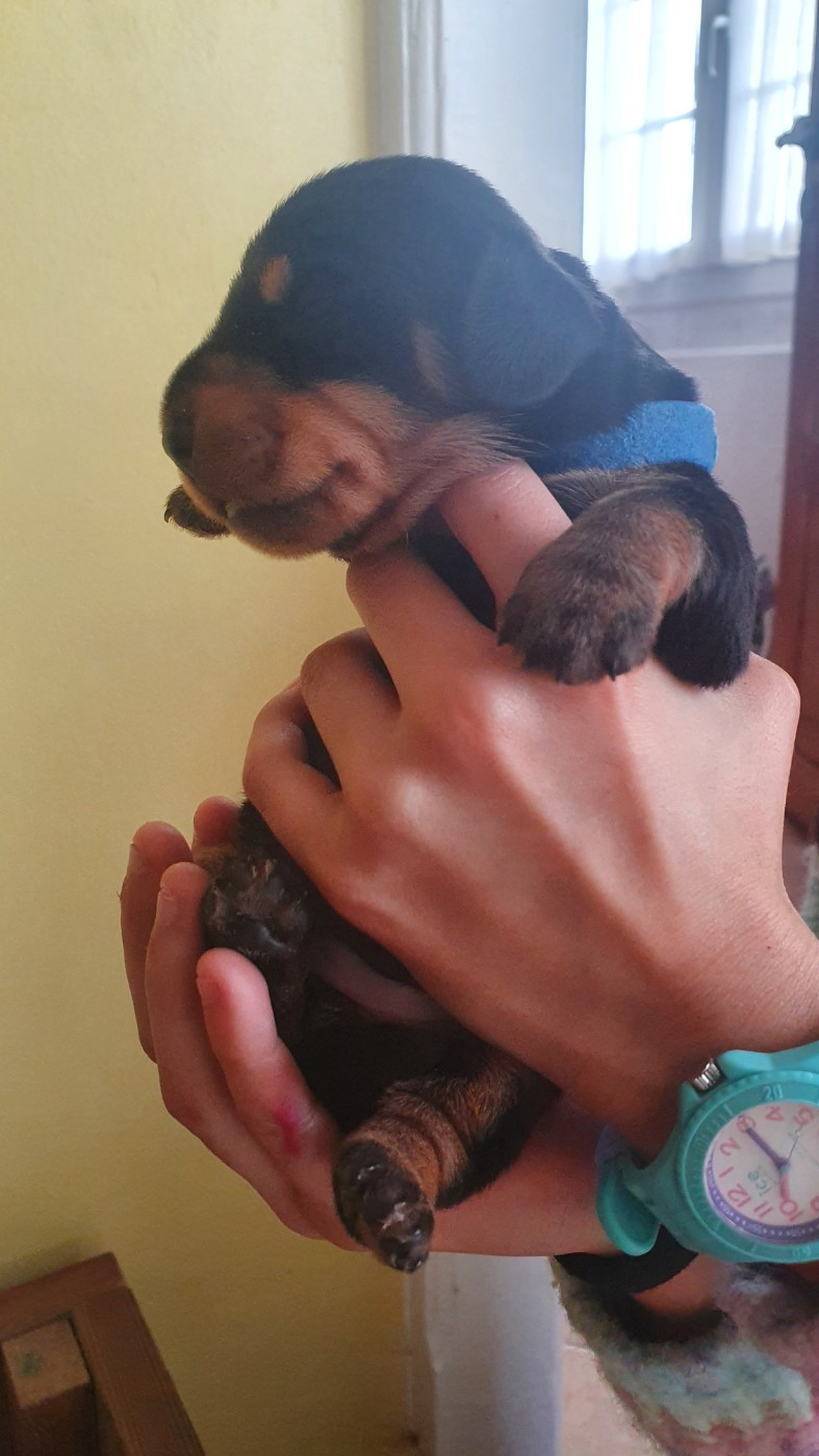 Des Rêves D'Assenav - Chiots disponibles - Teckel poil dur