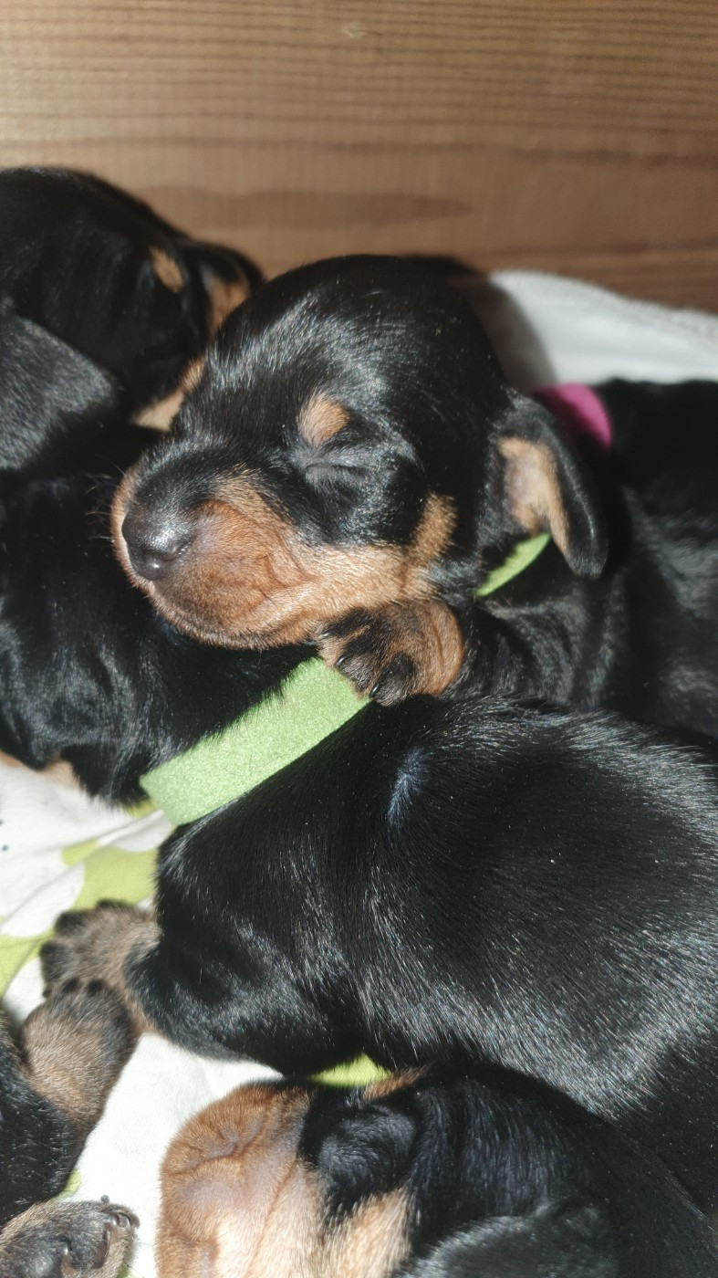 Des Rêves D'Assenav - Chiots disponibles - Teckel poil dur