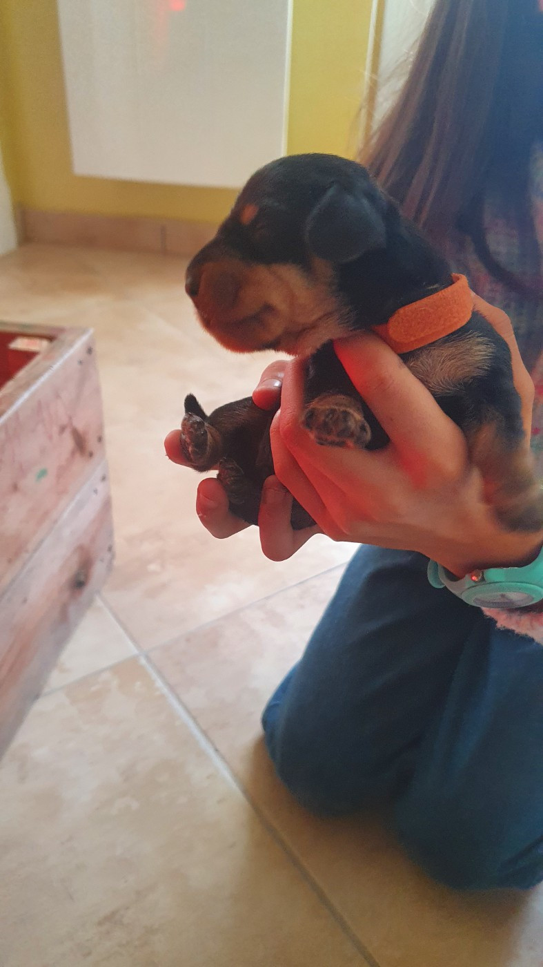 Des Rêves D'Assenav - Chiots disponibles - Teckel poil dur